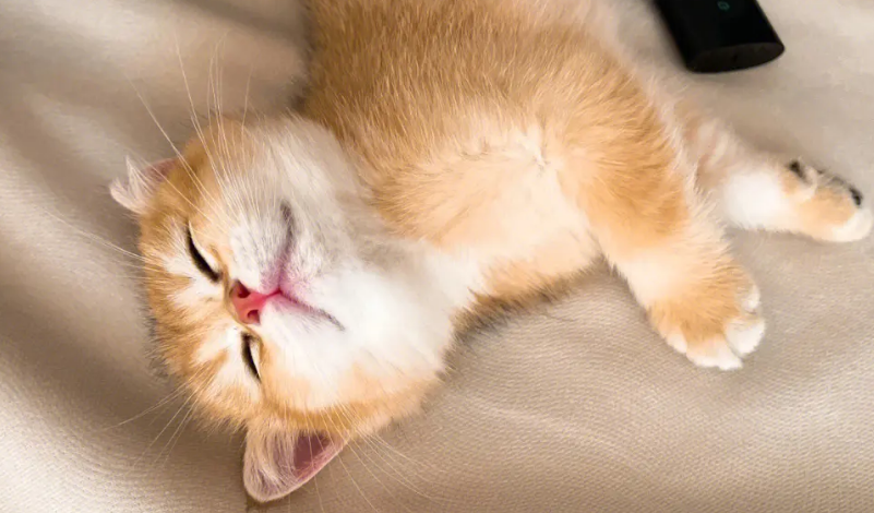 猫咪睡着了弄不醒