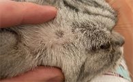 猫藓碰一下就会传染吗