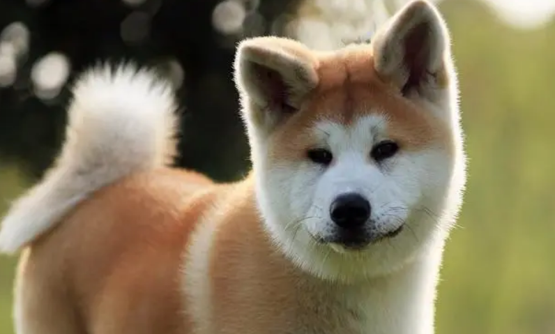 秋田犬几个月成年？你知道吗？
