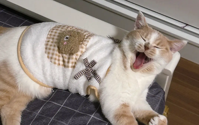 猫咪睡觉要用衣服吗为什么呢 猫咪睡觉要用衣服吗为什么呢
