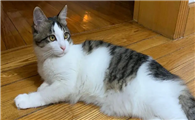 狸花猫寿命一般多少年?大家一定要好好珍惜!