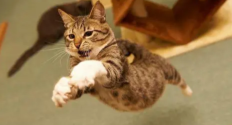猫咪为什么这么喜欢跑酷游戏