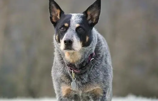 澳大利亚牧牛犬好养吗？养的人来看看吧