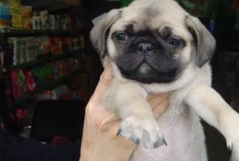 巴哥犬什么时候换牙?宠主可以了解一下! 巴哥犬什么时候换牙?宠主可以了解一下!