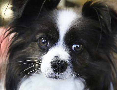一文告诉你，蝴蝶犬怎么训练大小便？