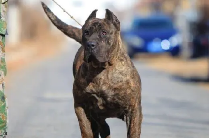 加纳利犬怎么自制狗粮？来看看吧