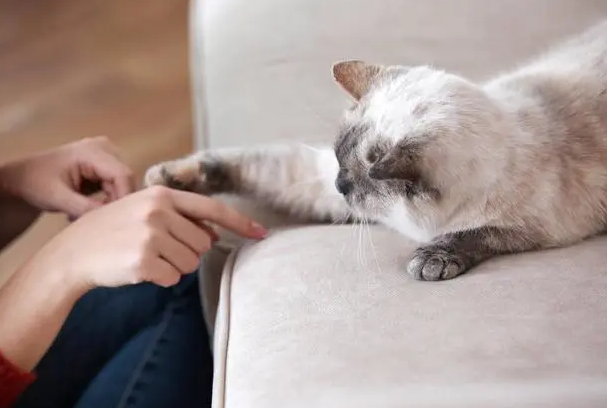猫咪为什么喜欢陪着主人