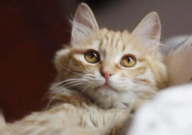 新手养猫基础知识