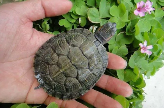 十大最值得养的龟