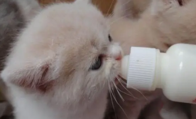 有些猫咪喜欢喝奶粉这是怎么回事
