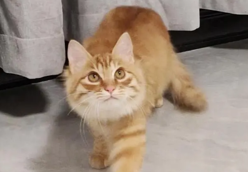 600元一只长毛橘猫贵不