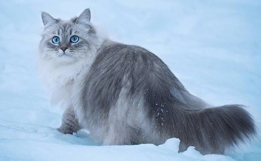 西伯利亚猫得博代氏菌病怎么治疗?你了解过这些吗? 西伯利亚猫得博代氏菌病怎么治疗?你了解过这些吗?