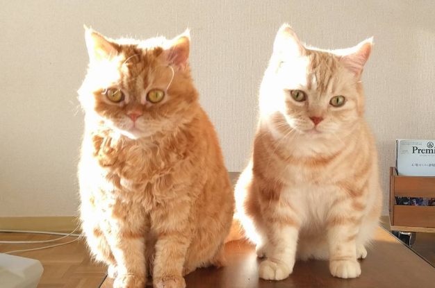 养两只猫建议一公一母吗