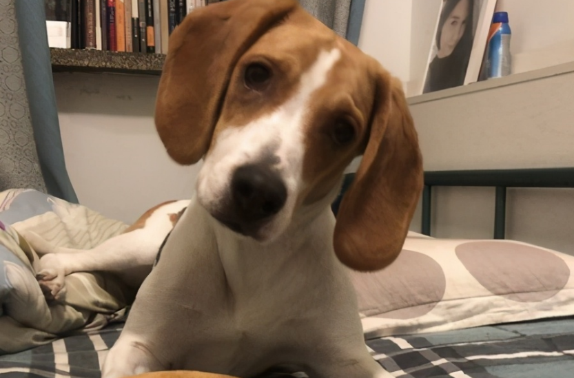 比格犬适合家养吗? 比格犬适合家养吗?