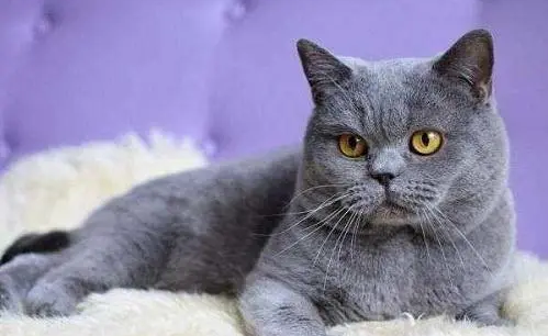 新手养蓝猫的十大忠告 新手养蓝猫的十大忠告