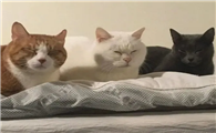 头像为什么不能是猫咪照片呢