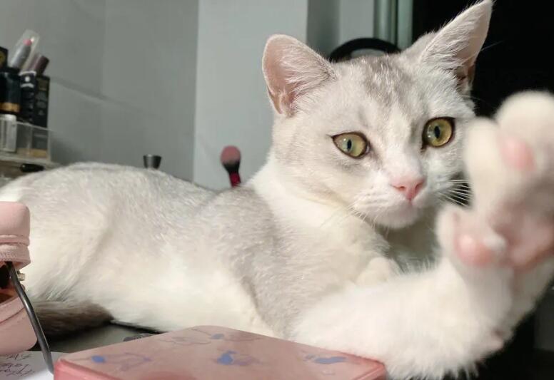 为什么喜欢猫咪拍照片