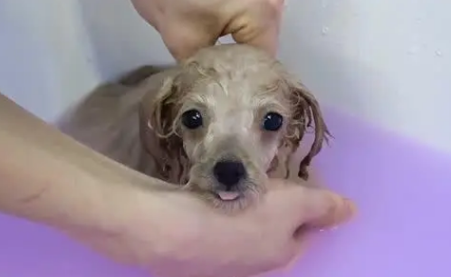 小奶狗能洗澡么