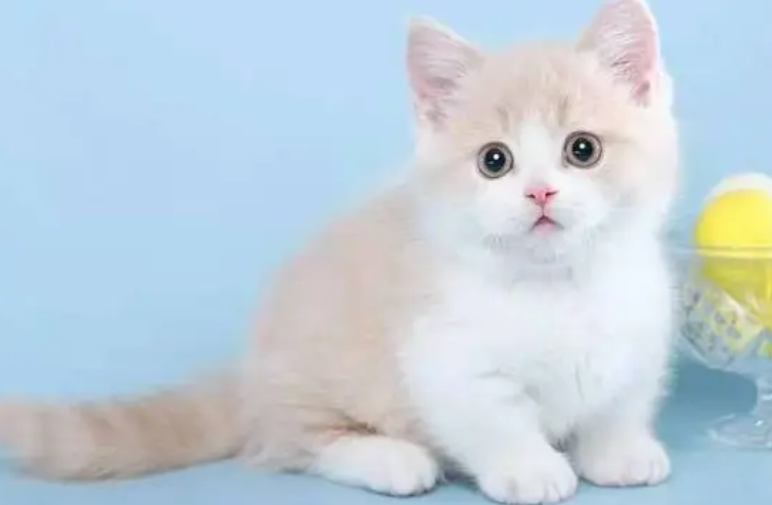 长不大的猫好养吗 长不大的猫好养吗