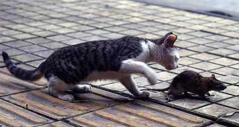 猫吃了老鼠人还能接触吗 猫吃了老鼠人还能接触吗