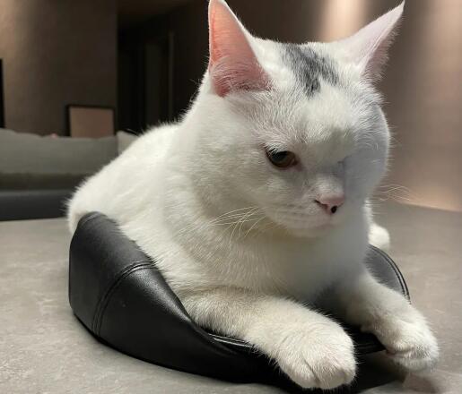 为啥猫咪喜欢压着东西 为啥猫咪喜欢压着东西