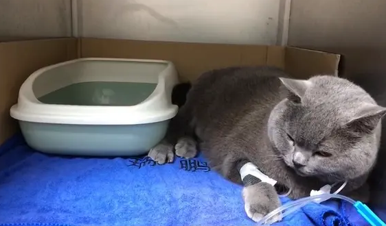 猫咪为什么要做导尿手术