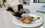 猫咪把鹌鹑腿吃了会死吗
