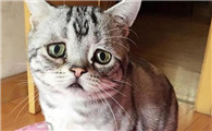 猫咪为什么喜欢哭