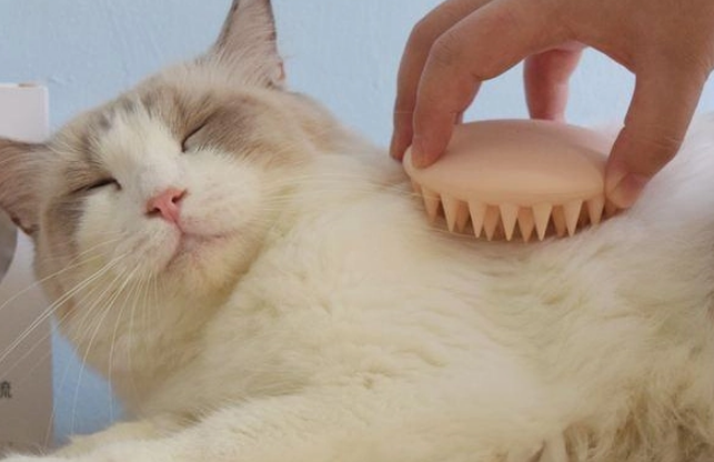 猫咪鼻头为什么会裂开流血呢怎么回事