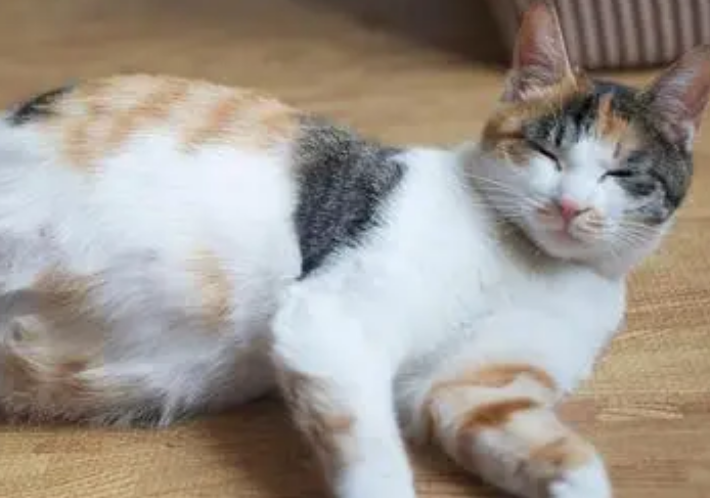 猫产前最明显的征兆