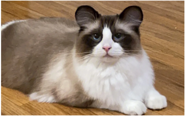 布偶猫能吓走老鼠吗