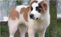 中亚牧羊犬吃什么？什么食物优先级高？
