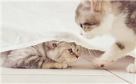 猫咪为什么会互相洗澡呢