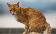猫咪为什么会这么敏捷