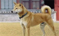 中华田园犬忠诚度高吗？一文带你了解~