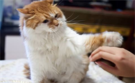 怎么样训猫教它听话