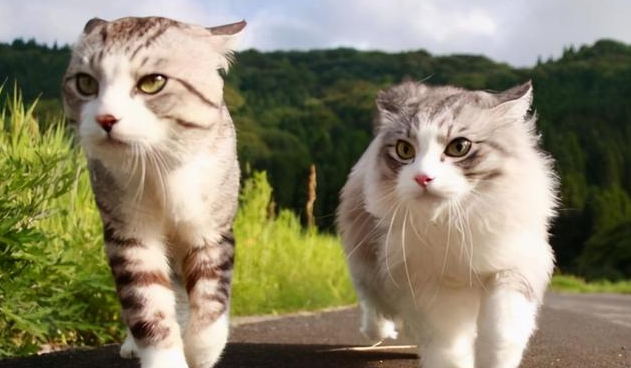奉劝养猫的朋友别养两只猫 奉劝养猫的朋友别养两只猫