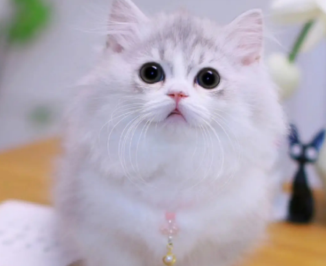 米努特猫是什么猫和什么猫配的?它是什么品种? 米努特猫是什么猫和什么猫配的?它是什么品种?