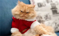猫咪为什么会突然变得急躁不安