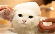 猫咪洗澡后为什么会有哮喘