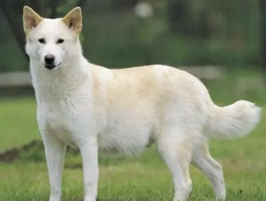 今日解答：卡南犬怎么驱虫？