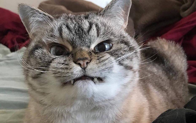 猫咪在家很凶为什么 猫咪在家很凶为什么