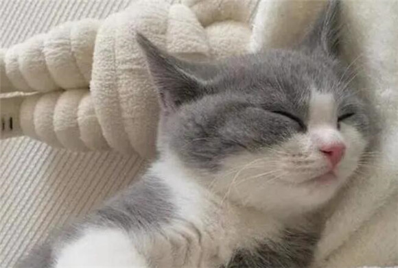 猫咪胡子为什么短了不长毛