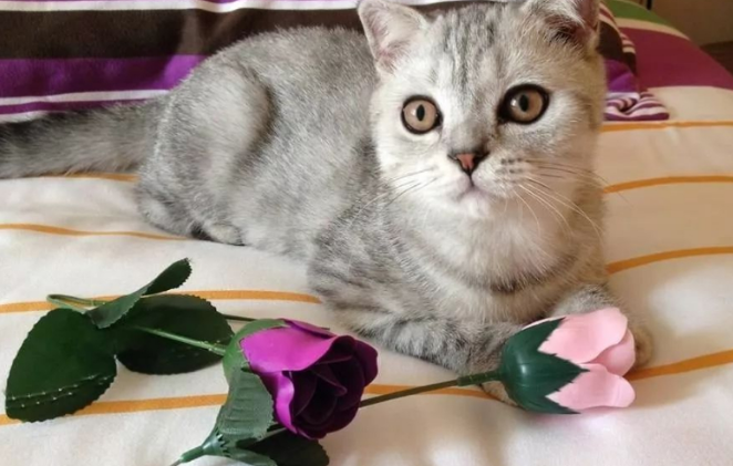 养猫咪可以养的花