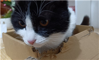 猫咪为什么爱撕咬纸箱子