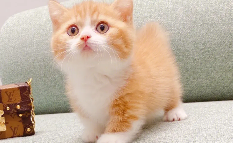 如何正确繁殖矮脚猫,来get一下~ 如何正确繁殖矮脚猫,来get一下~