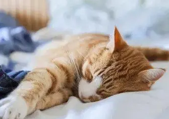 为什么我睡觉猫咪就坐旁边呢