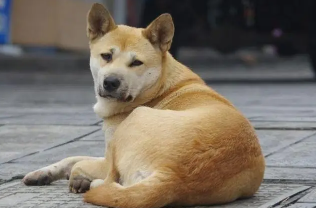 中华田园犬怎么喂养？不妨来看看吧