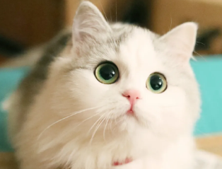 猫咪就咳嗽没别的症状 猫咪就咳嗽没别的症状