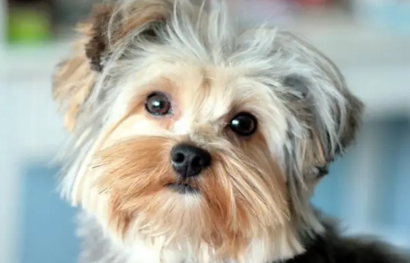 约克夏能吃什么?喂什么食物比较好? 约克夏能吃什么?喂什么食物比较好?